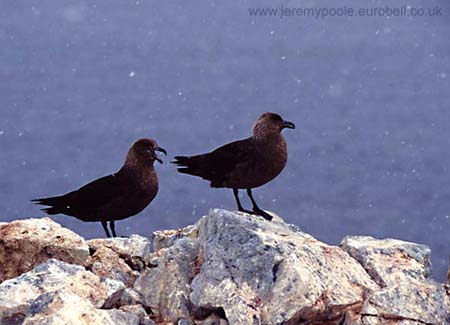 CR10-25_Skuas_on_Rock_(high)