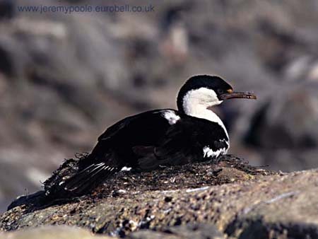 CR27-26_Shag_on_nest-side_view