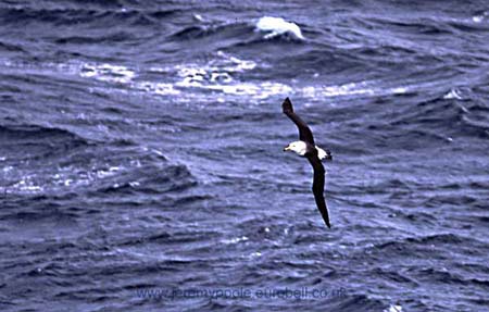 CR34-34_Albatross_in_Flight_(high)