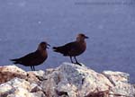 CR10-25_Skuas_on_Rock_(high)