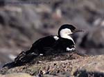 CR27-26_Shag_on_nest-side_view