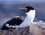 CR27-36_Shag_on_nest-neck_round_(high)