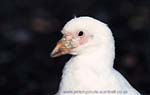 CR31-30_Snowy_Sheathbill_(high)