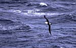 CR34-34_Albatross_in_Flight_(high)