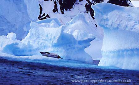CR21-4_Crabeater_Seal_on_Palatial_Flow_(high)