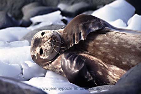 CR29-29_Weddell_Seal-flippers_i