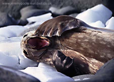 CR29-29_Weddell_Seal_yawning_(high)