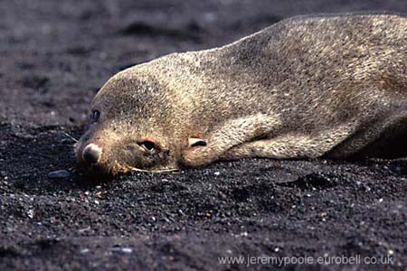 CR31-20_Fur_Seal_Head_at_Baily_Head_(high)
