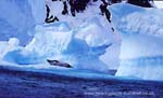 CR21-4_Crabeater_Seal_on_Palatial_Flow_(high)