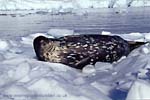 CR25-25_Weddell_Seal_on_Ice-floe_(high)