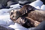 CR29-29_Weddell_Seal-flippers_i