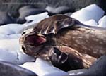 CR29-29_Weddell_Seal_yawning_(high)