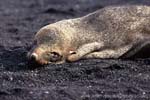 CR31-20_Fur_Seal_Head_at_Baily_Head_(high)