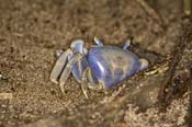 F_IMG_1630_Blue_Land_Crab