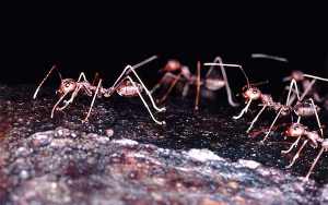 Red Ants at Tama Negara