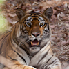 Tigers