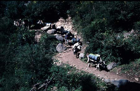 B_983CR18-16_CATTLE_TRAIN