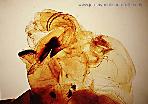 1013CR36-22_Cranefly_tail