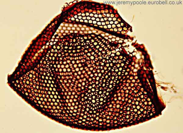 1013CR36-3_Cranefly_Cornea