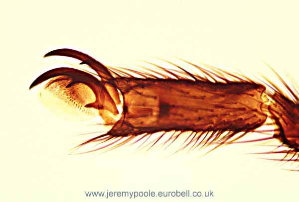 1013CR36-8_Cranefly_Claw