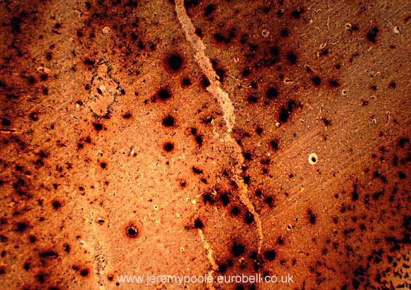 983CR38-19_Rabbit_Brain_X4