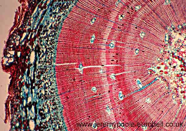 983CR38-2_Pine_Stem_X4
