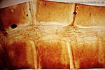 1013CR36-23_Cranefly_Body