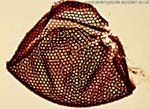 1013CR36-3_Cranefly_Cornea