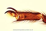 1013CR36-8_Cranefly_Claw