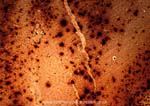 983CR38-19_Rabbit_Brain_X4