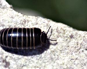 1013CR56-17_Black_Centipede