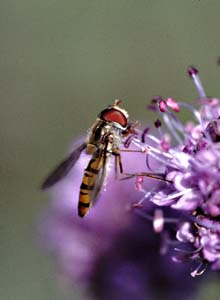 1013CR57-10_Hoverfly
