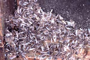 1013CR57-23_Dead_Flies_in_Hide