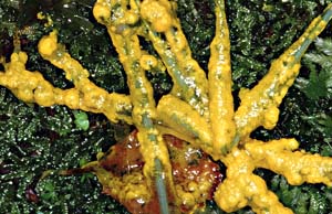 1013CR57-33_Slime-mould