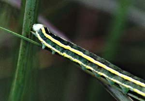 1013CR57-7_Yellow_Striped_Caterpillar