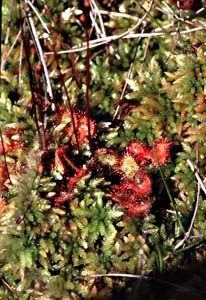 1013CR5726_Sundew