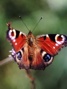 1013CR58-12_Peacock_Butterfly