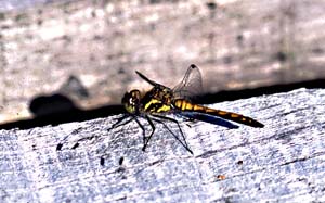 1013CR58-16_Dragonfly