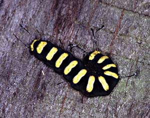 1013CR58-20_Horny_Caterpillar