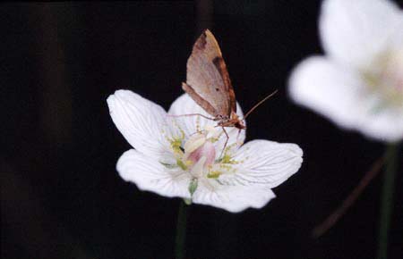 1023CR22-22_Butterfly_on_Flower