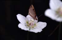 1023CR22-22_Butterfly_on_Flower