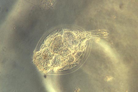 1023CR18-9_Rotifer_Complete