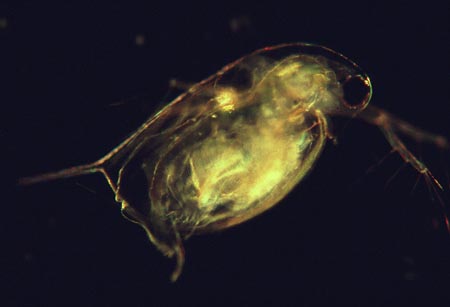 1023CR20-30_Daphnia_Dark_Field