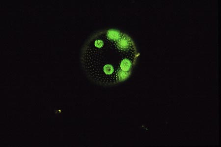 1023CR21-12_Dark_Volvox_Dark_Field