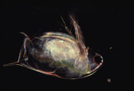 1023CR21-6_Daphnia_Dark_Field