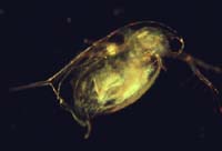 1023CR20-30_Daphnia_Dark_Field