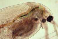 1023CR21-4_Daphnia