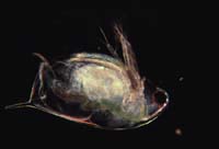 1023CR21-6_Daphnia_Dark_Field