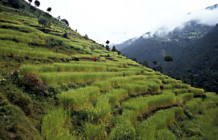 A_1033CR37-7_Terraced_Pddy_Field