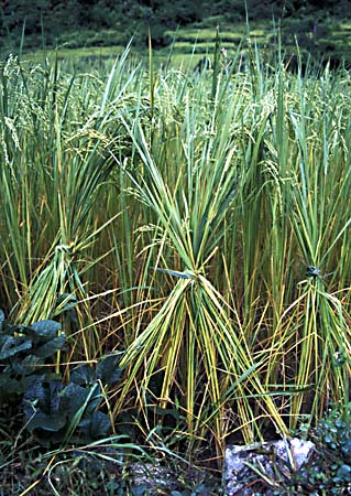 C_1033CR38-25_Rice_tied_up